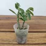 Dendrobium Moniliforme 'Fujizuru'