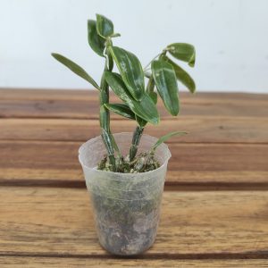 Dendrobium Moniliforme 'Fujizuru'