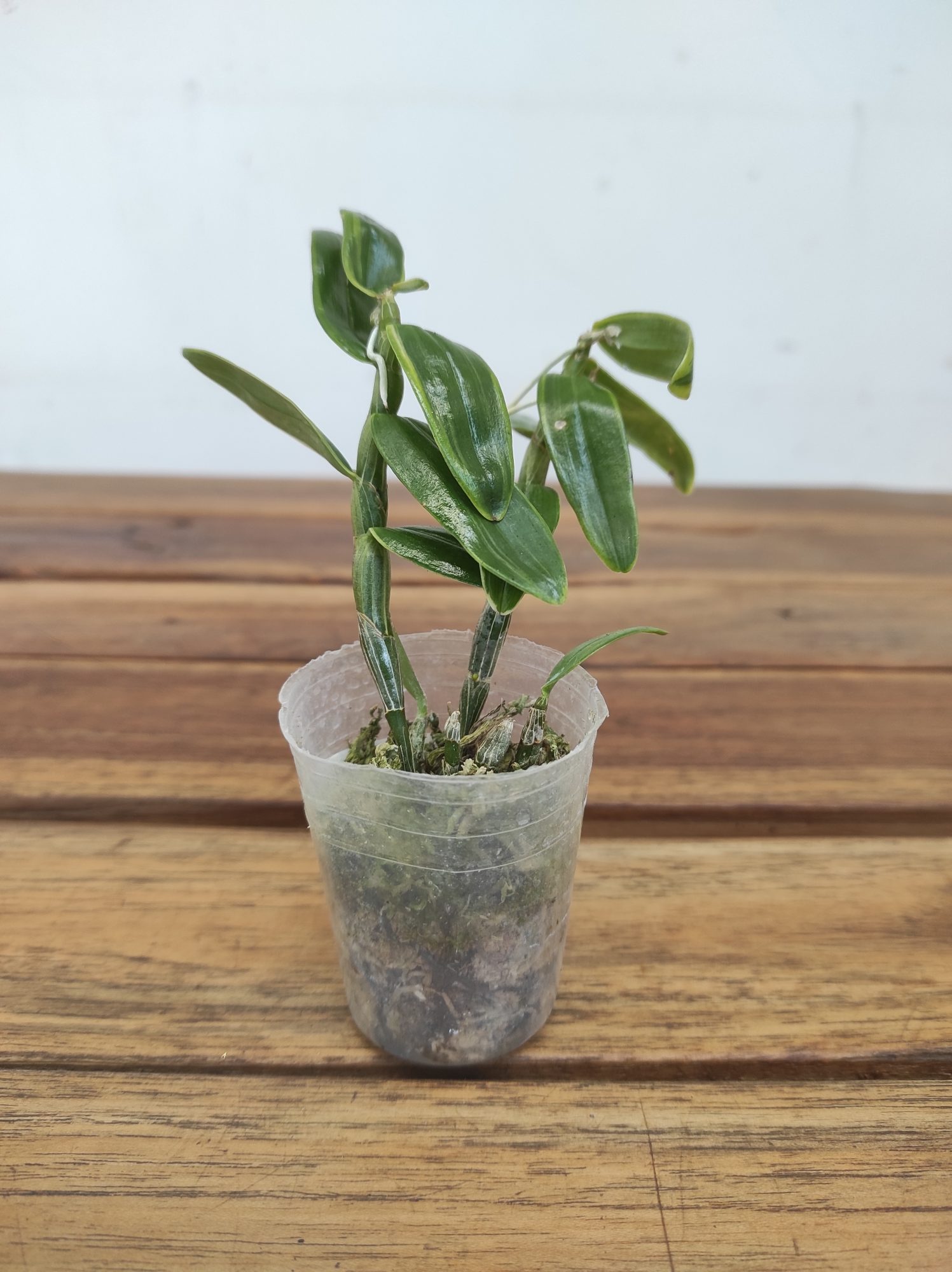 Dendrobium Moniliforme 'Fujizuru'