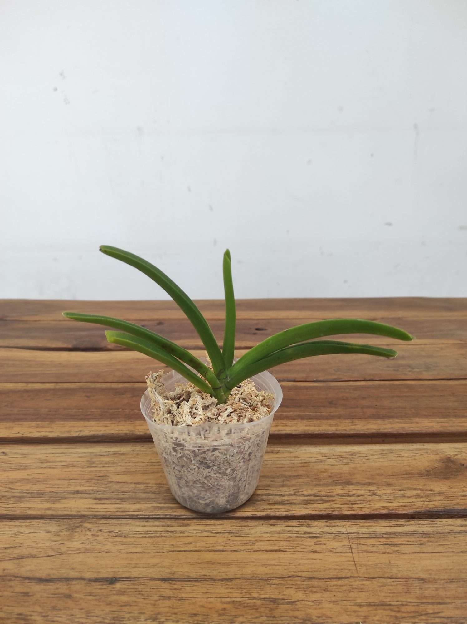 Vanda Holcastylis Sunlight - Image 2