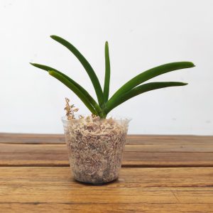 Vanda Holcastylis Sunlight