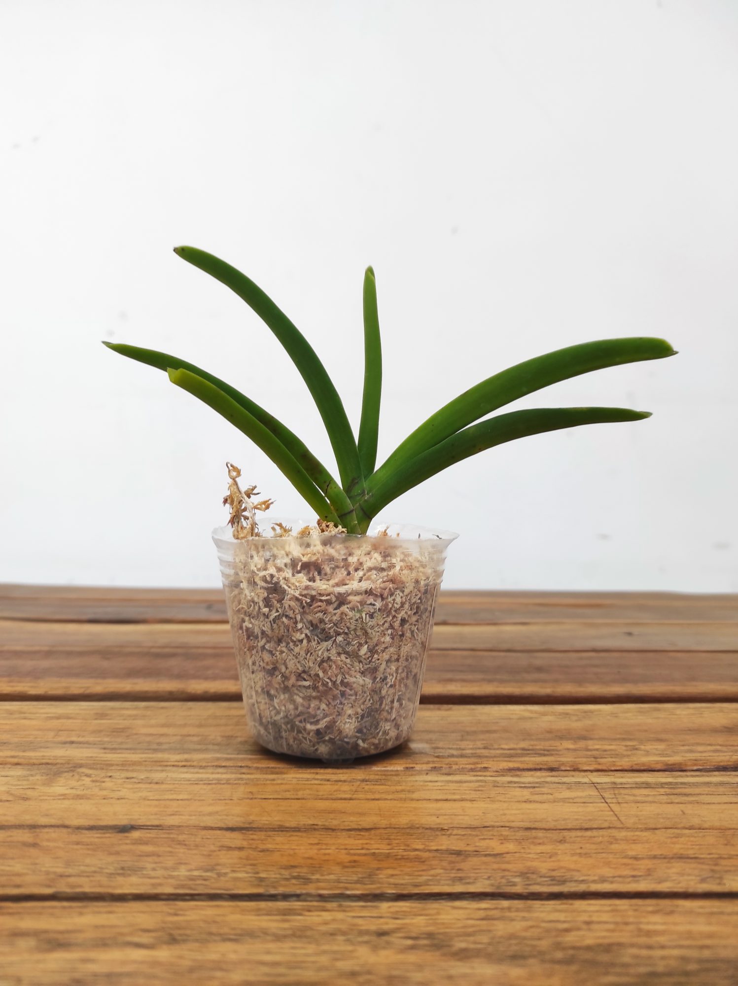 Vanda Holcastylis Sunlight