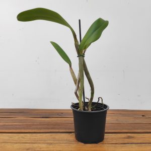 Cattleya Lueddemanniana