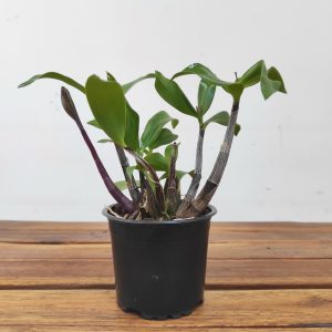 Dendrobium Patricia Van Puyenbroeck