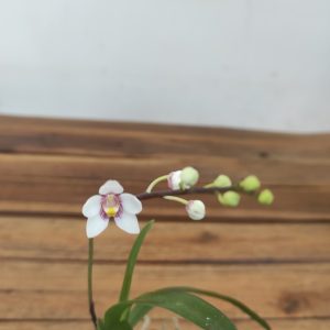 Sarcochilus Fitzgeraldii