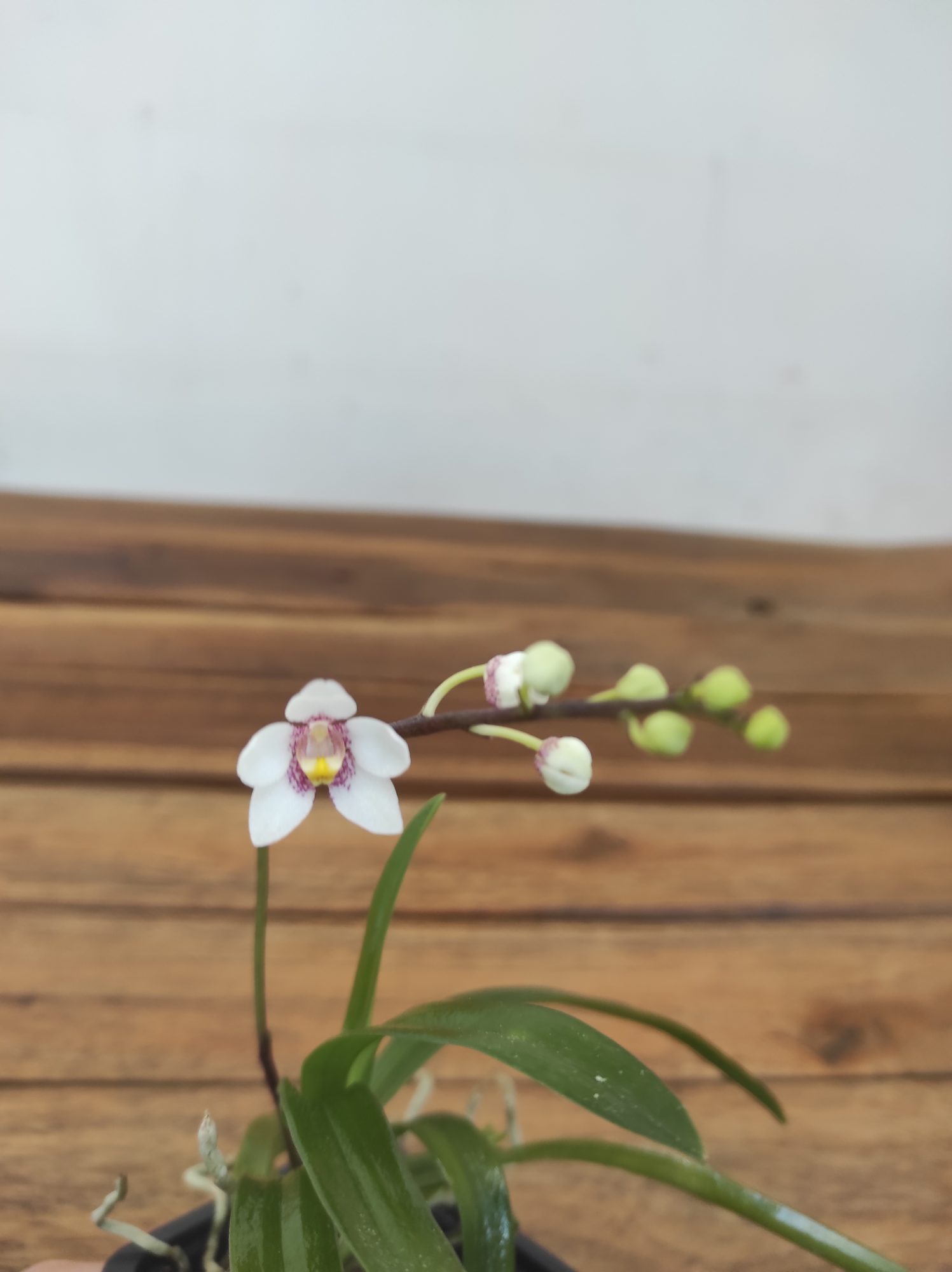 Sarcochilus Fitzgeraldii