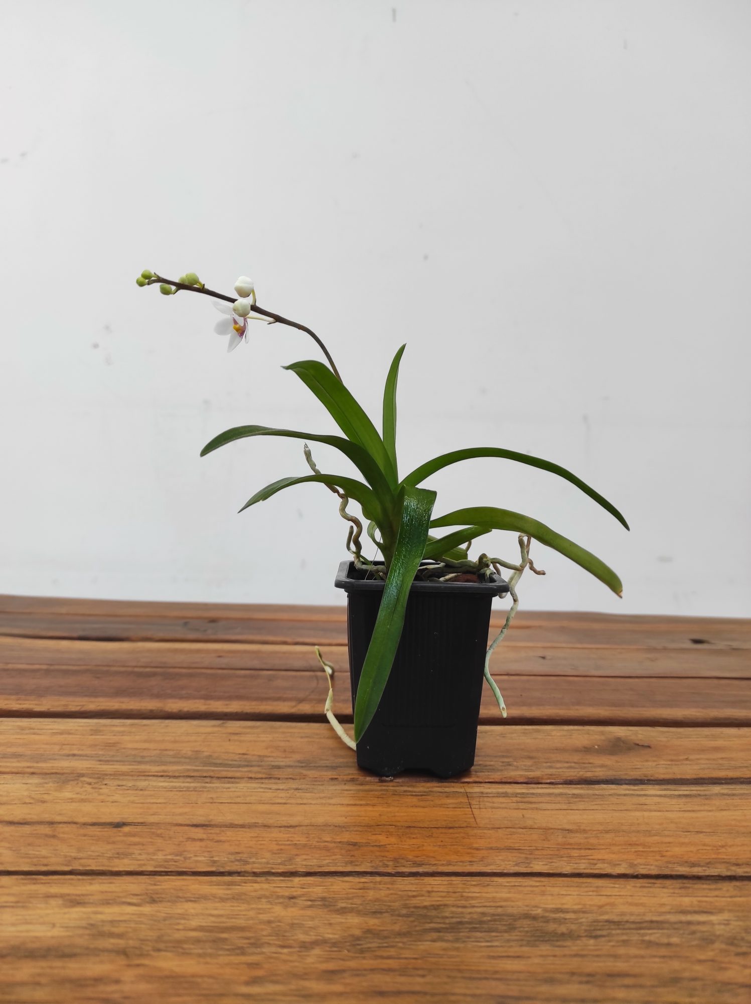 Sarcochilus Fitzgeraldii - Image 2