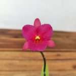 Guaritonia Why Not 'Roundabout'