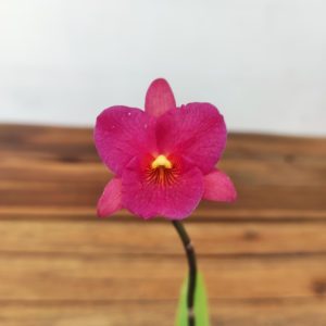 Guaritonia Why Not 'Roundabout'