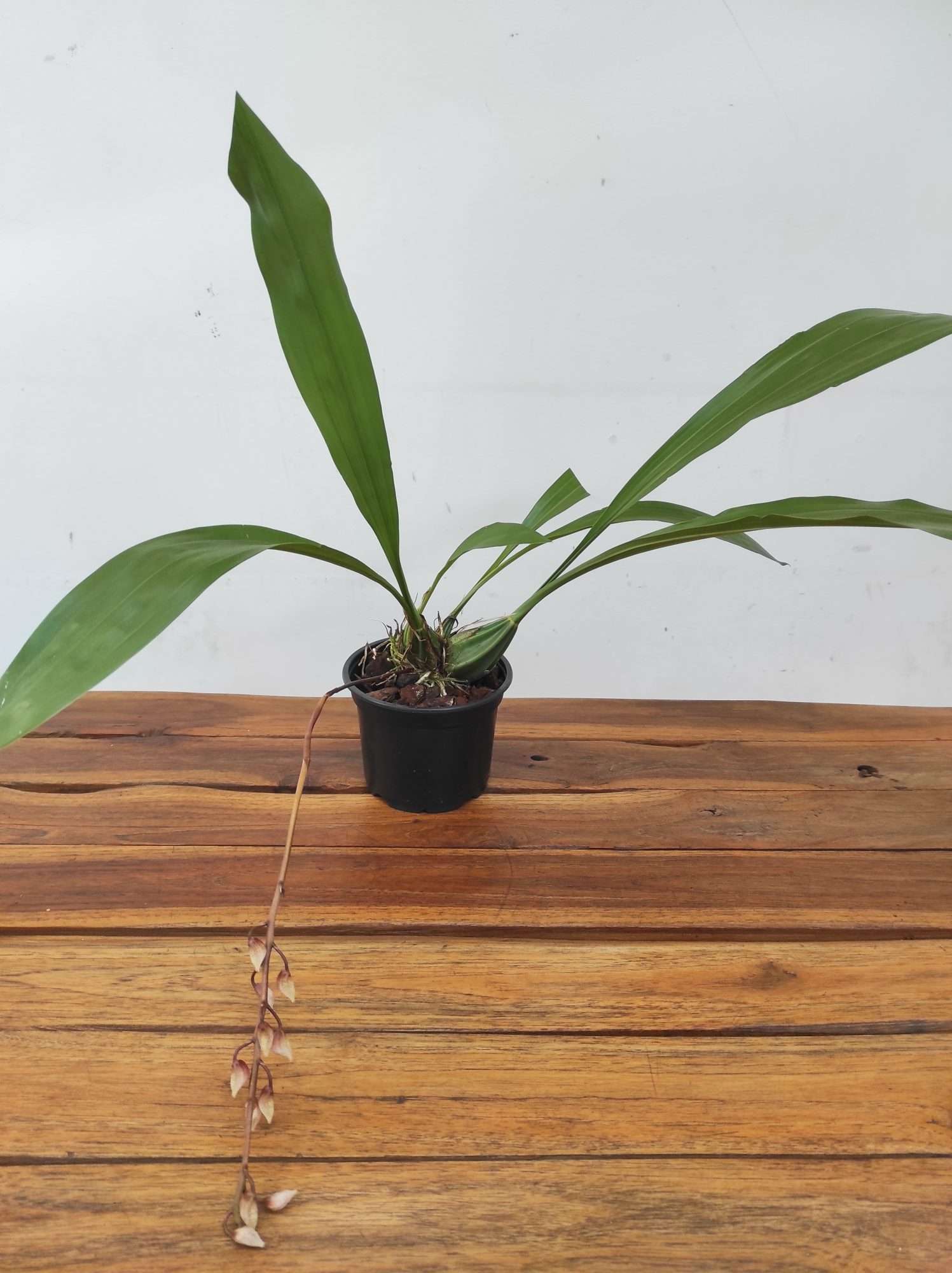 Gongora Truncata - Image 2