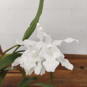 Coelogyne Cristata F. Hololeuca