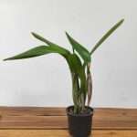 Cattleya Percivaliana - Sem Flor