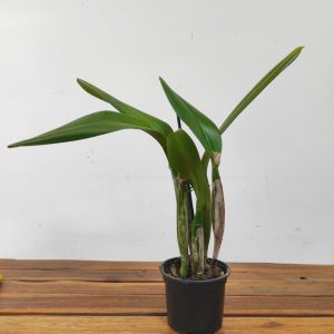 Cattleya Percivaliana - Sem Flor