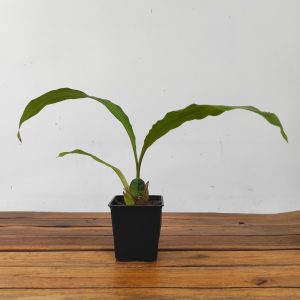 Lycaste Lucianii - Sem Flor