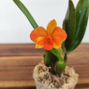 Cattleya Hyb. Cattlianthe Ctt. Faikon Ball Yuan Toga