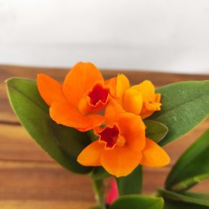 Cattleya Rth. Shinfong Little Sun 'Youn Golden Boy'