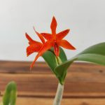 Guarianthe Aurantiaca 'Spotted'