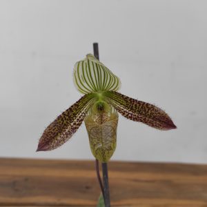 Paphiopedilum Wardii