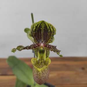 Paphiopedilum Chamberlainianum Var. Latifolium