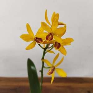 Cattleya Hyb. Epc. Kyoguchi x Self