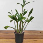 Dendrobium Falcorostrum