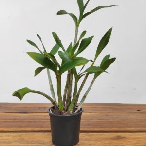 Dendrobium Falcorostrum