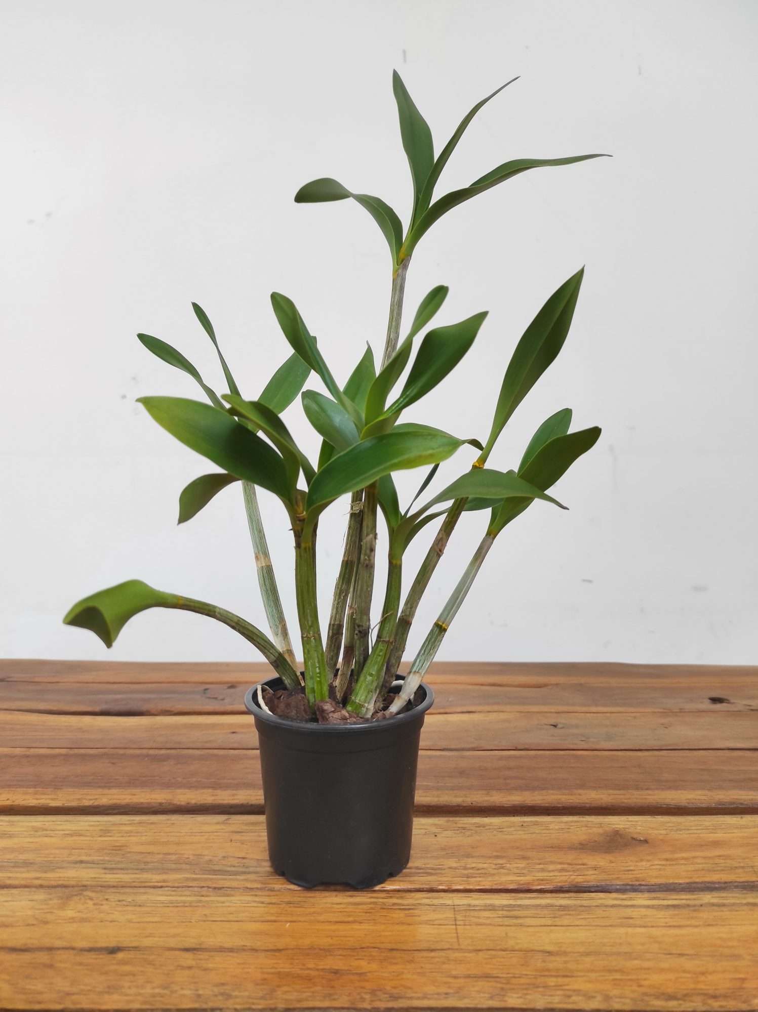 Dendrobium Falcorostrum