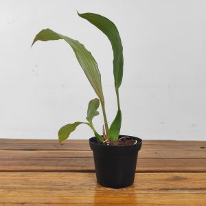 Coelogyne Salmonicolor