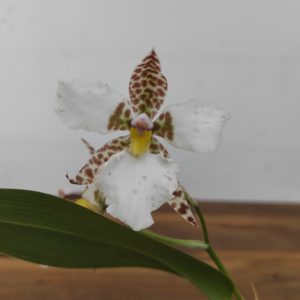 Rhynchostele Rossi - Sem Flor