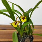 Oncidium 'Eurycline'
