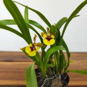 Oncidium 'Eurycline'