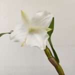 Dendrobium Formosum F. Pataroid 'Jiah'