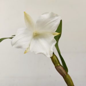 Dendrobium Formosum F. Pataroid 'Jiah'