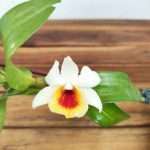 Dendrobium Cristy Dawn