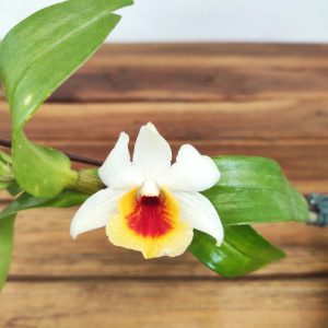 Dendrobium Cristy Dawn