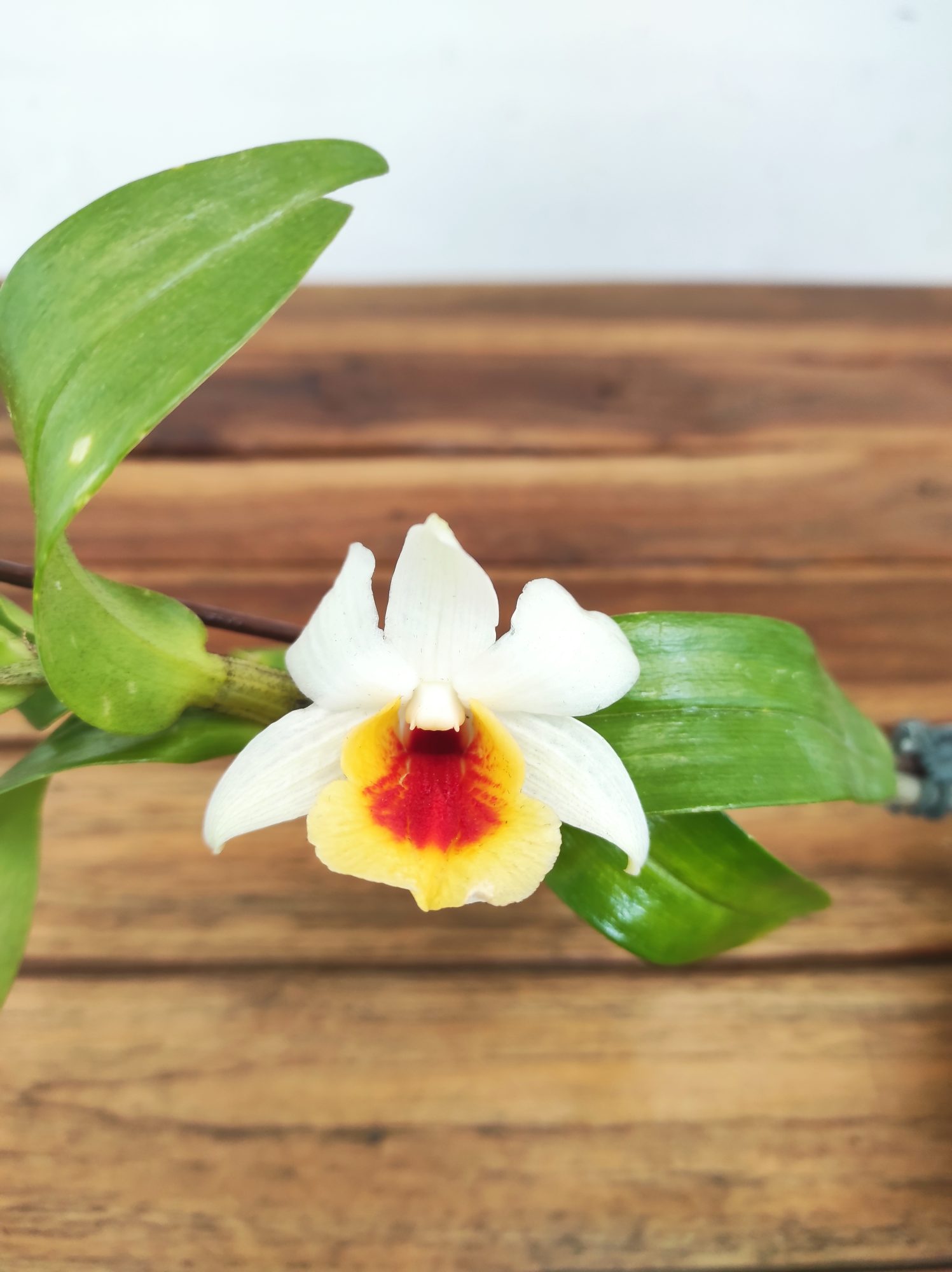 Dendrobium Cristy Dawn