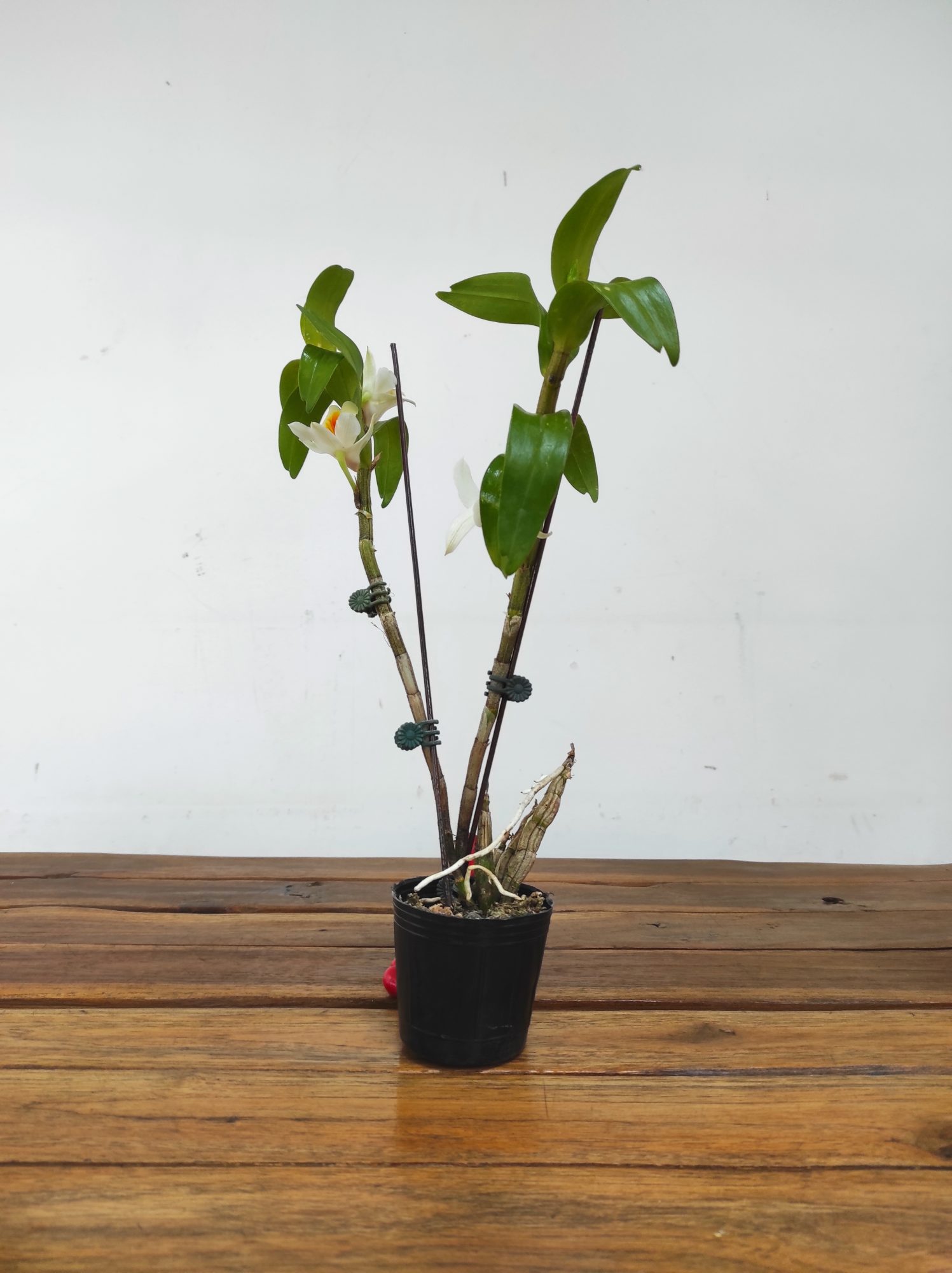 Dendrobium Cristy Dawn - Image 2