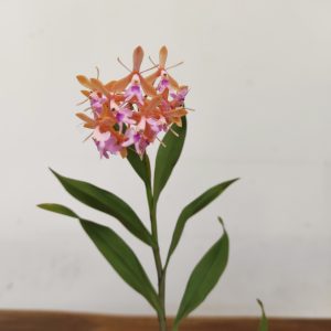 Epidendrum Embrei x Capricornu