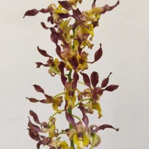 Dendrobium Autumn Twist 'Black'