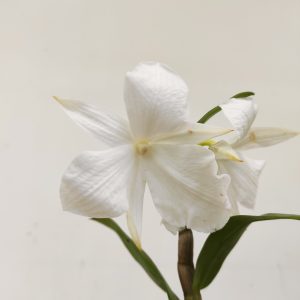 Dendrobium Formosum