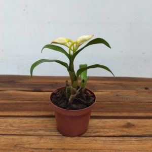 Dendrobium Formosum F. Pataroid ' Diaho'