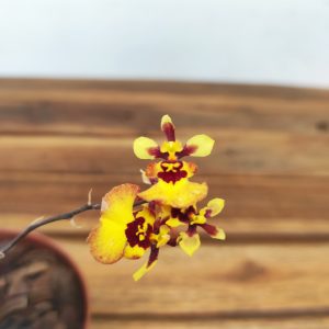 Oncidium Hyb. Tolumnia
