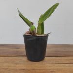 Cattleya Ric. Fong Yaun Beauty 'Da-Hsin' - Sem flor