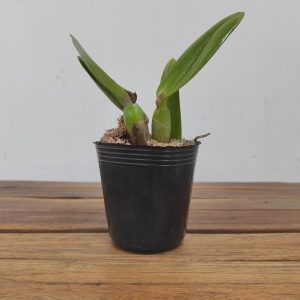 Cattleya Ric. Fong Yaun Beauty 'Da-Hsin' - Sem flor