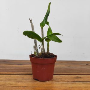 Dendrobium Burana White X King Dragon - Sem Flor