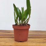 Catt. Bc. ' Hoku Gem X C.Jungle Elf Lu Chi' - Sem Flor