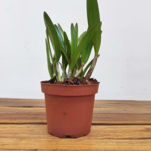 Catt. Bc. ' Hoku Gem X C.Jungle Elf Lu Chi' - Sem Flor