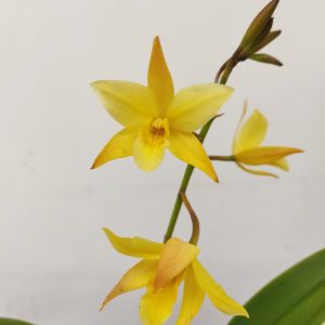 Cattleya 'Dora'