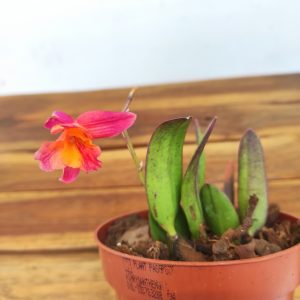 Catt. Tangerine Fire 'Mini Sun'