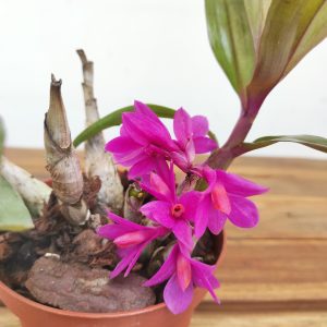 Dendrobium Baby Hibiki